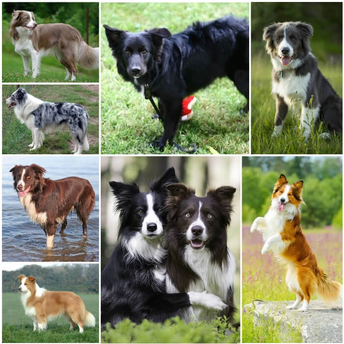 perros border collies de diferentes colores