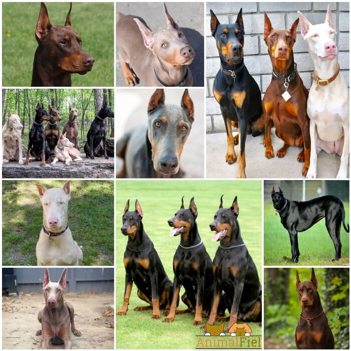 dobermans de diferentes colores