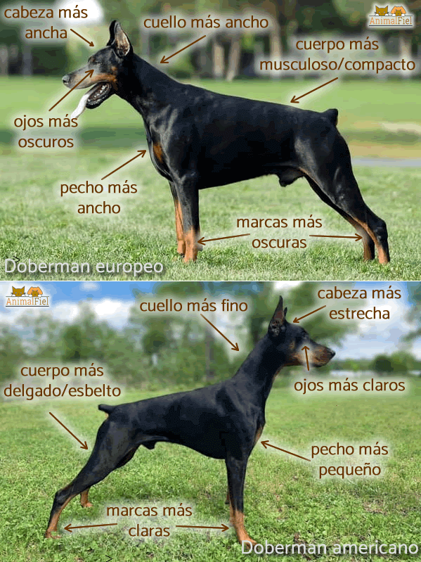 imagen comparativa entre dobermans americano y europeo