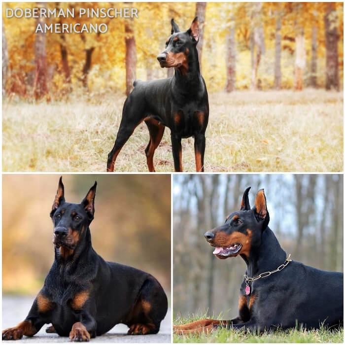 doberman parado en el bosque