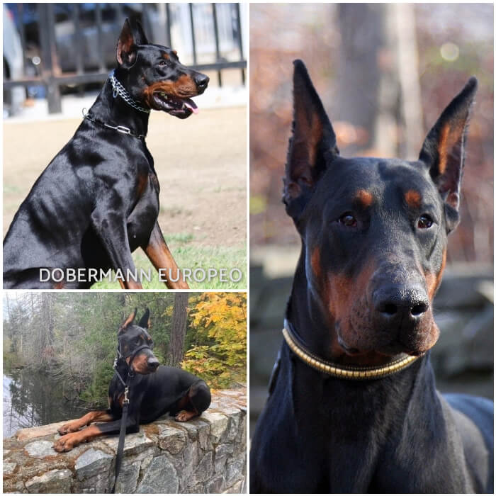 doberman echado sobre muro de piedra