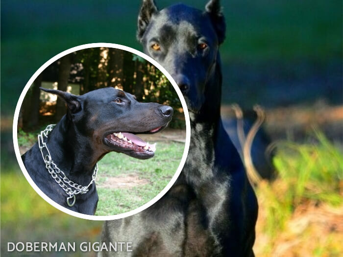 doberman fiero con cadena