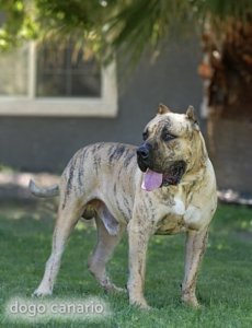 hermoso dogo canario con la lengua afuera