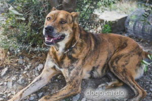 dogo sardo echado en el suelo