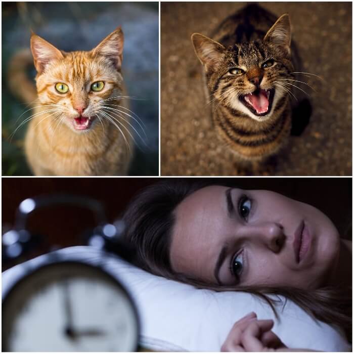 Por Qué Maúllan los Gatos? Guía Útil - de Maullido y su Significado