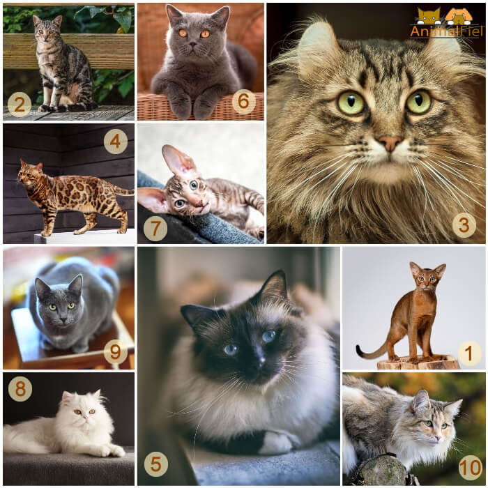 collage de gatos que menos maúllan