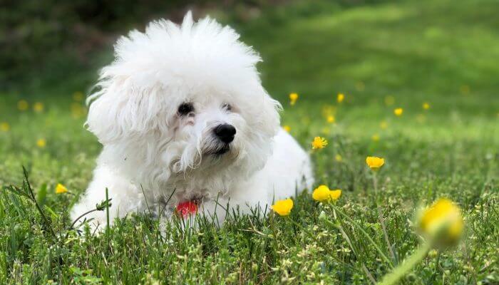 bichón frisé sobre la hierba