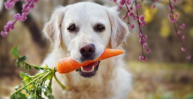 perro color crema con una zanahoria en la boca