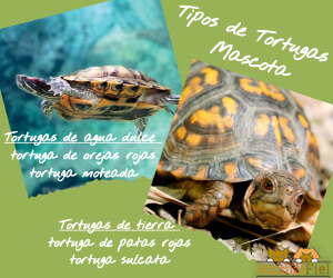 imagen diseño tipos de tortugas mascota