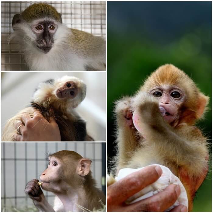 mono bebé en manos de su dueño