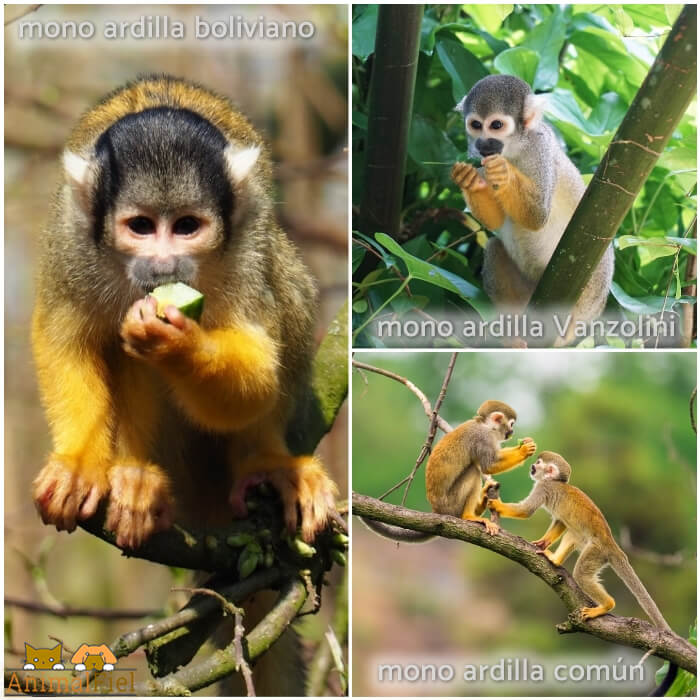 mono ardilla comiendo fruta en las ramas