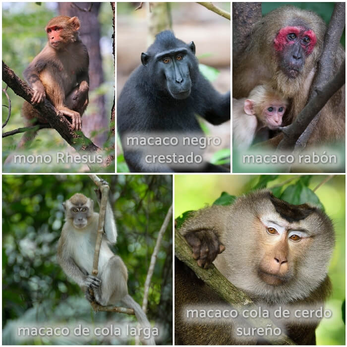 macaco en el árbol con mono bebé