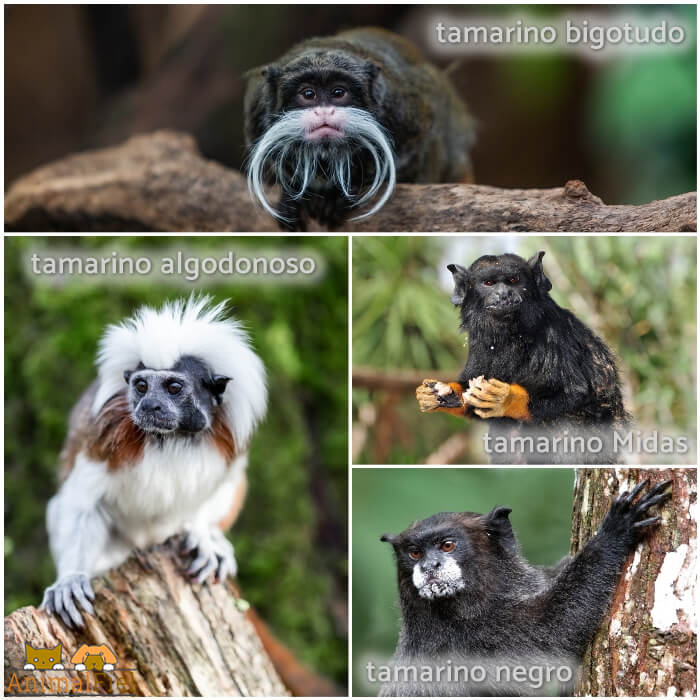 tamarino blanco sobre un tronco