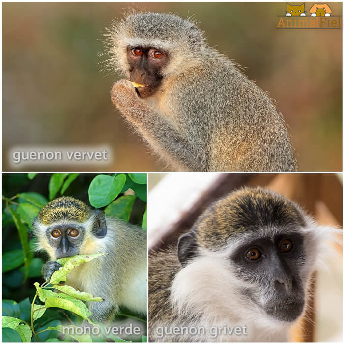 mono guenon comiendo fruta