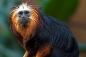 mono peludo de cabeza y patas doradas