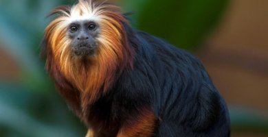 mono peludo de cabeza y patas doradas