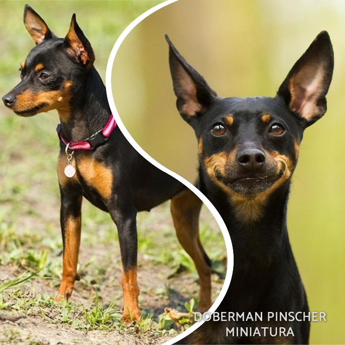 pinscher mini parado sobre la hierba