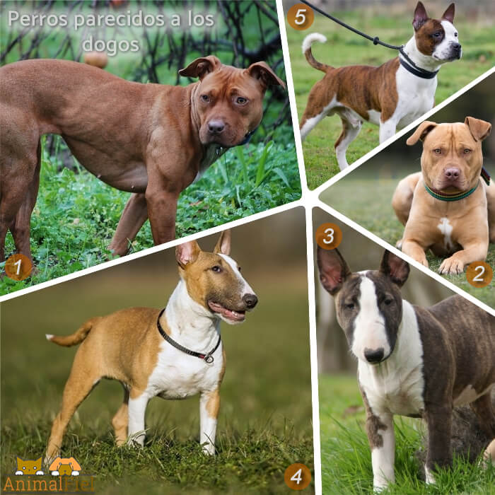 collage de perros de aspecto parecido