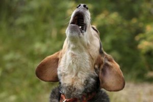 perro aullando al cielo