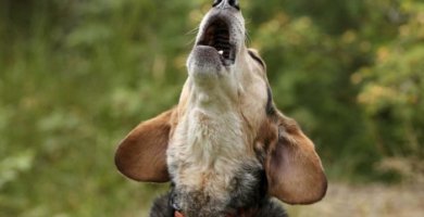 perro aullando al cielo