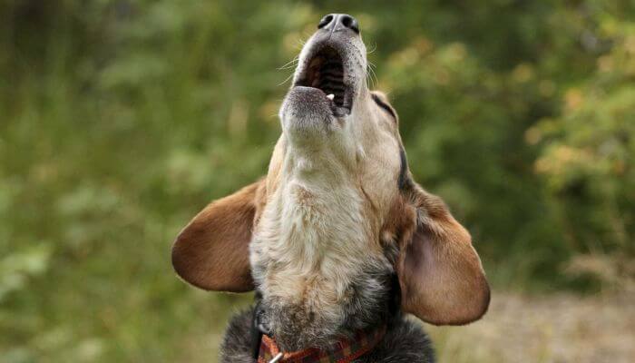 perro aullando al cielo