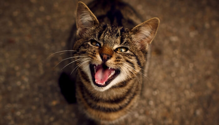 Gato maullando en la noche