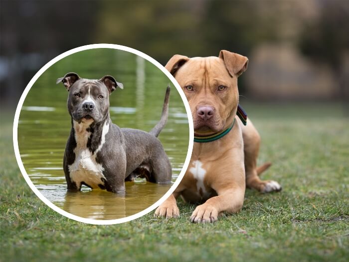 staffordshire terrier dentro del agua