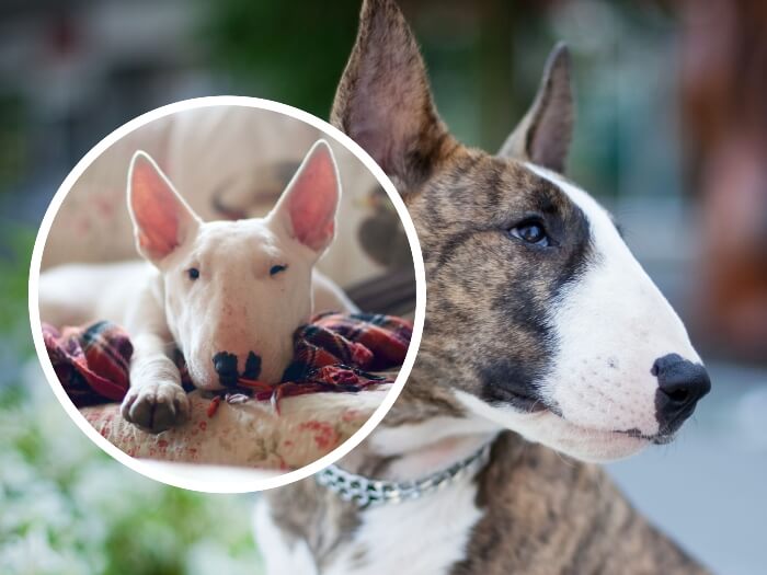 bull terrier blanco sobre la cama