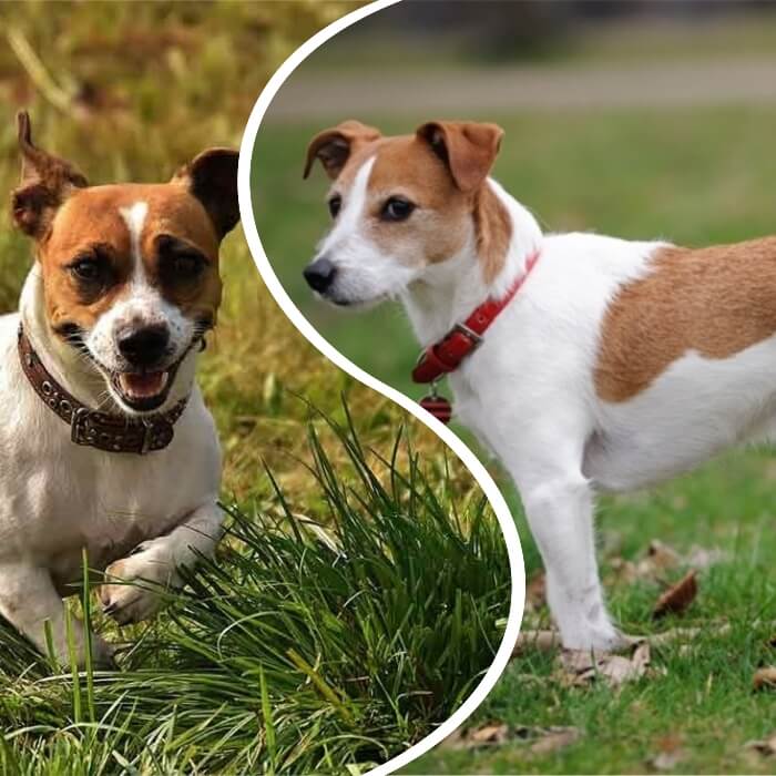 jack russell tierrer corriendo entre la hierba