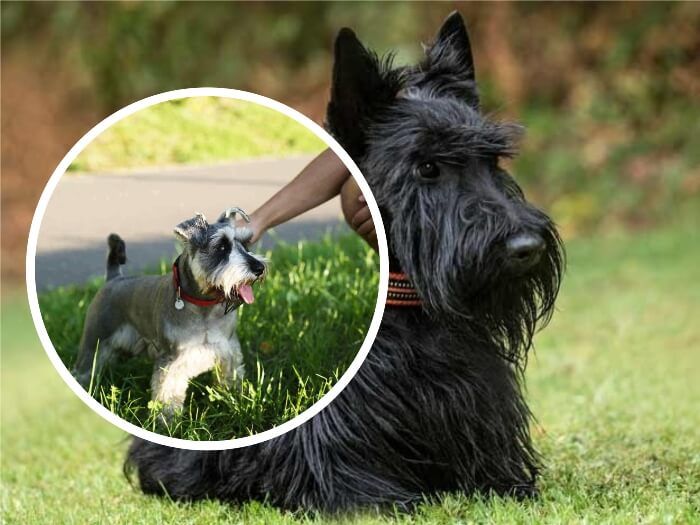 terrier escocés jugando con su dueño