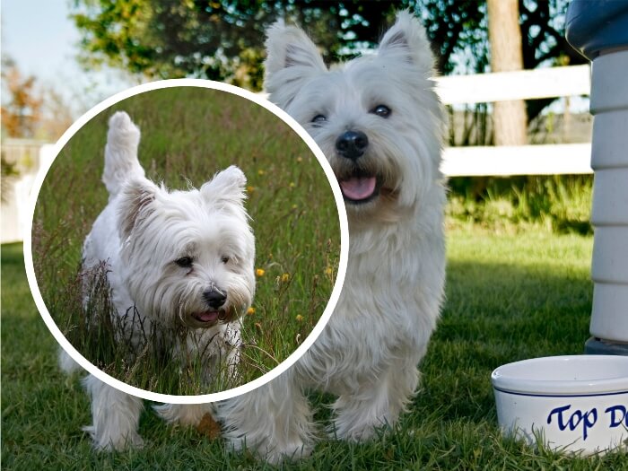 westie terrier junto a su plato