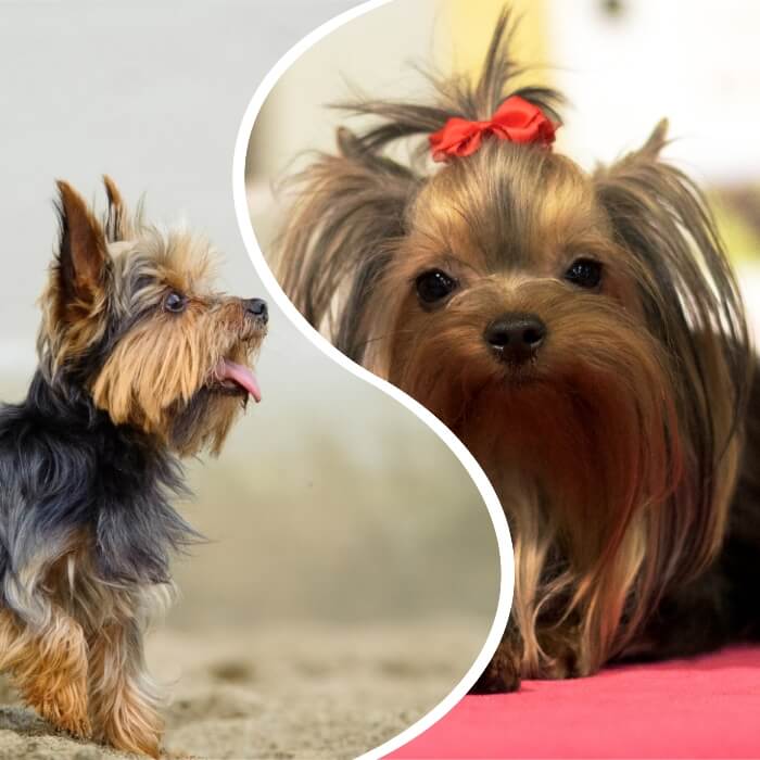 yorkie terrier con pelo largo y lazo rojo