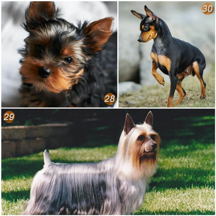 Cu ntos Tipos De Perros Terrier Existen 30 Razas Terrier E Im genes Cu ntos Tipos De Perros Terrier Existen 30 Razas Terrier E Im genes