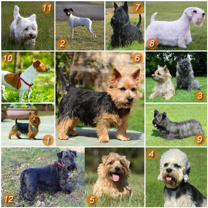 diferentes perros terrier pequeños