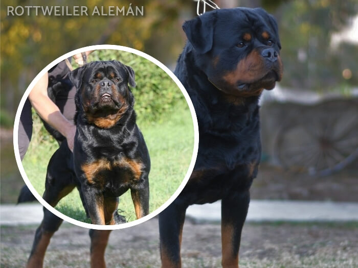 rottweiler con su dueño