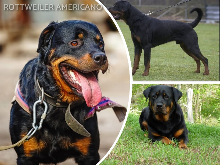 rottweiler contento con la boca abierta