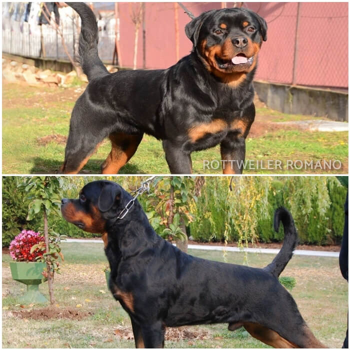 rottweiler parado en posición alerta