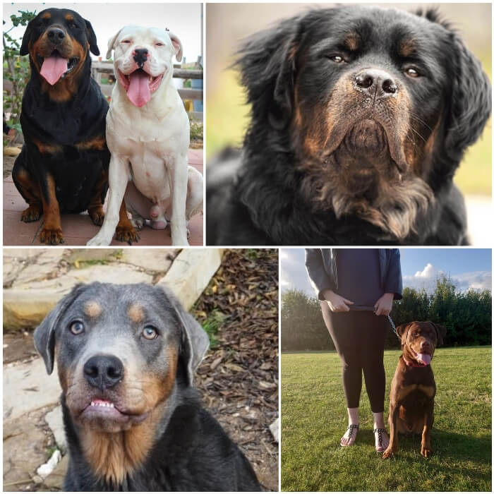 rottweilers de color albino, azul, rojo