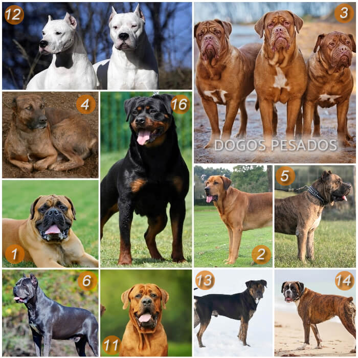 diferentes razas de perros dogos