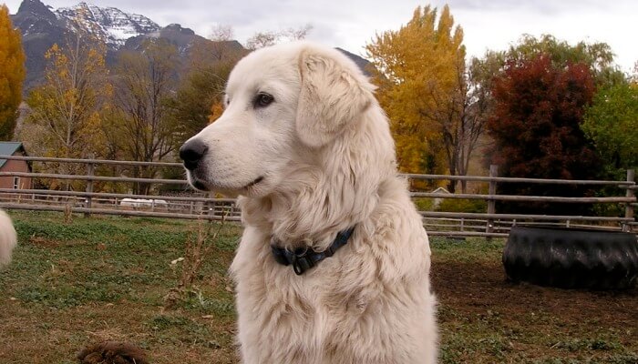 perro al aire libre en una finca