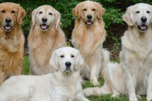 retrievers de diferentes colores