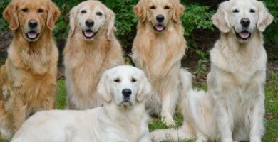 retrievers de diferentes colores