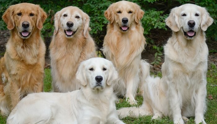 retrievers de diferentes colores