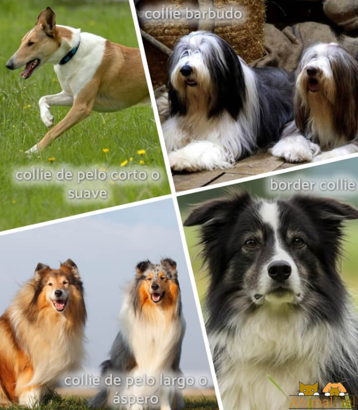 4 tipos diferentes de collies