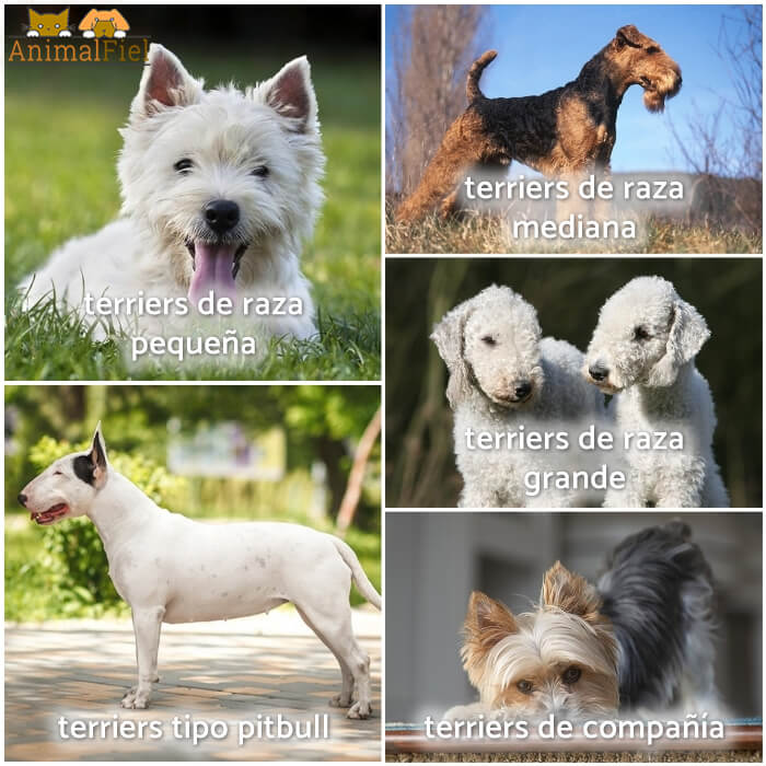 Lista De Razas De Terrier Cu ntas Razas De Perros Hay Y Cu les Son Lista De Razas De Terrier Cu ntas Razas De Perros Hay Y Cu les Son