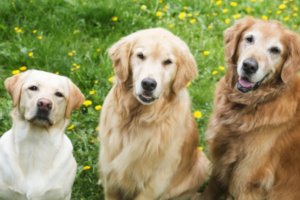 tres perros retrievers uno al lado del otro