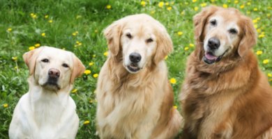 tres perros retrievers uno al lado del otro