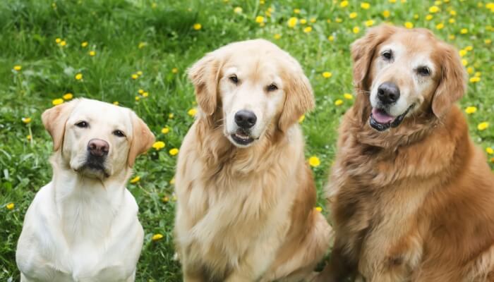 tres perros retrievers uno al lado del otro