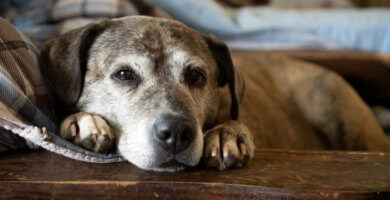 perro enfermo acostado en el suelo