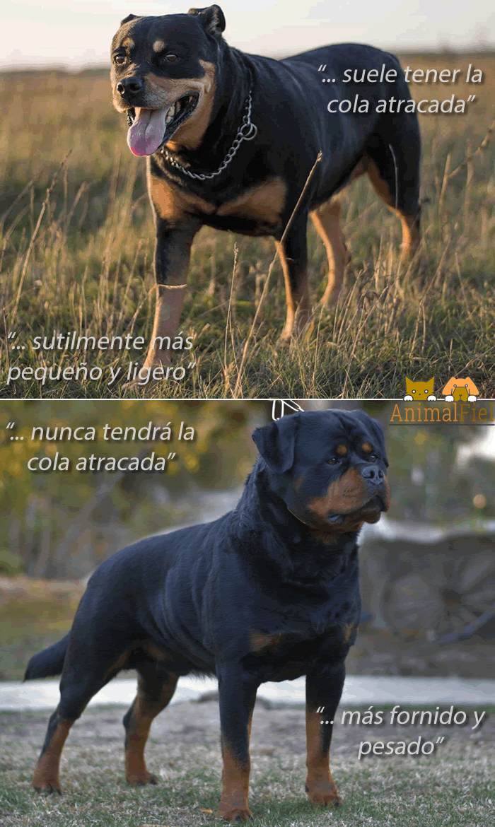 rottweiler parado sobre la hierba